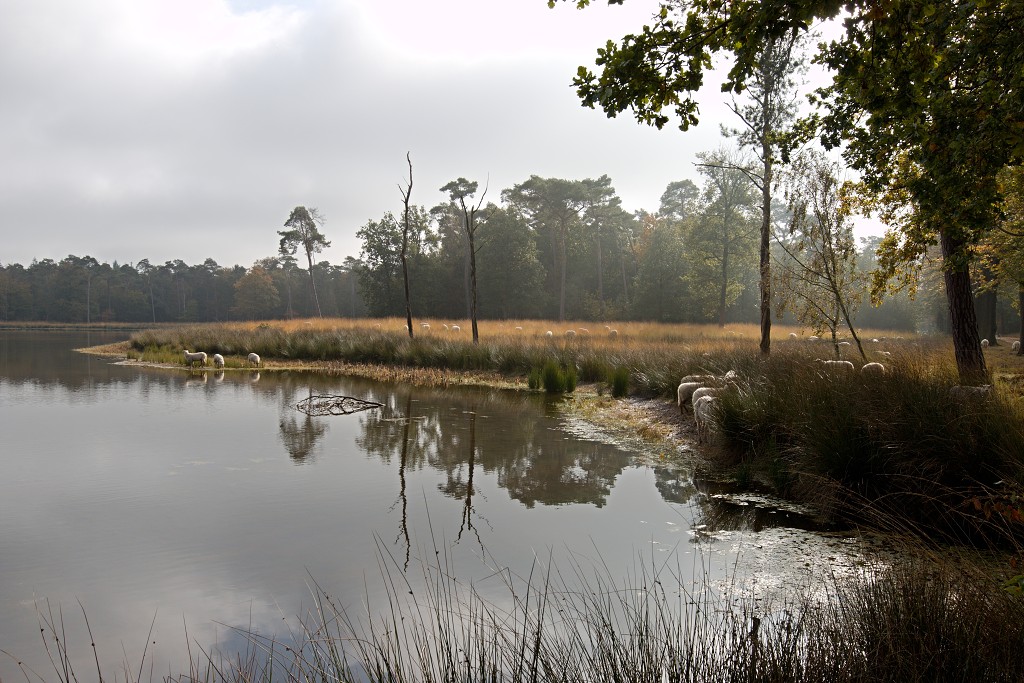 baronie van breda leemputten boswachterij dorst mastbos chaamse bossen Liesbos Vuchtpolder hdr bos Strijbeekse Heide staatsbosbeheer
